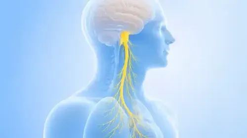 Vagus Nerve Innervation: Organs, Reflexes & Regulation